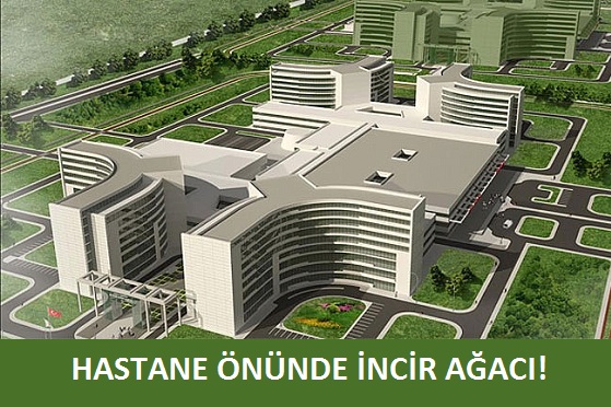 HASTANE ÖNÜ İNCİR AĞACI (2)