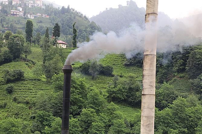 Yaş Çay Kampanyası Açıldı